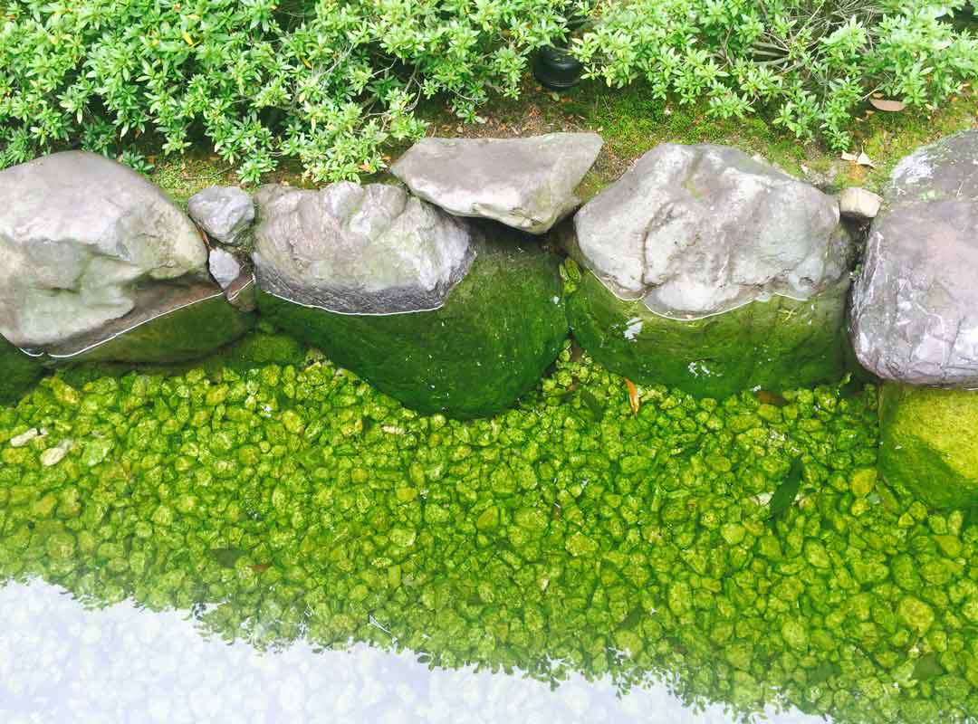 水中的卵石被绿色苔藓包裹得恰到好处.